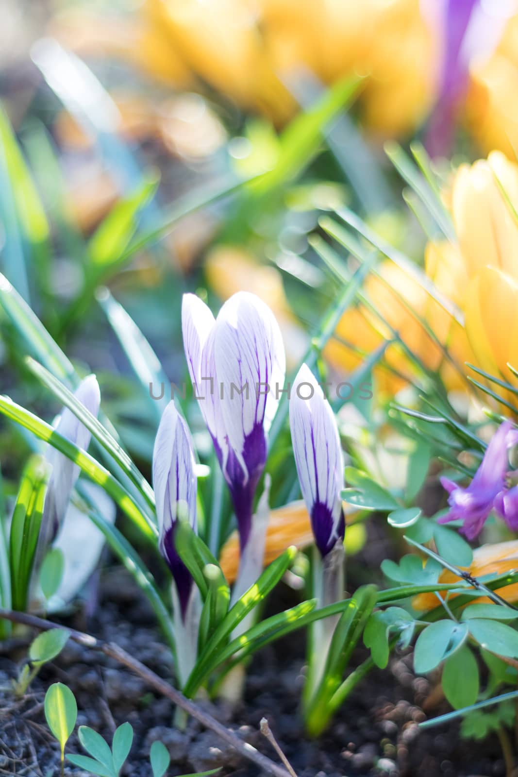 Beautiful spring violet white and yellow flowers crocuses on bokeh background in sunny spring forest under sunbeams. Holidays Easter, valentine, mothers day picture with copy space. Toned.