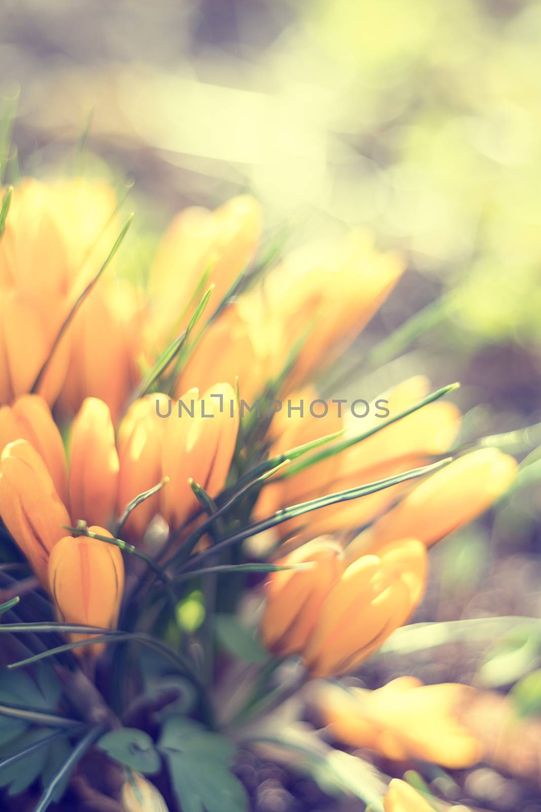 Abstract bokeh blurred color light flower springtime holiday background. Out focus, toned.