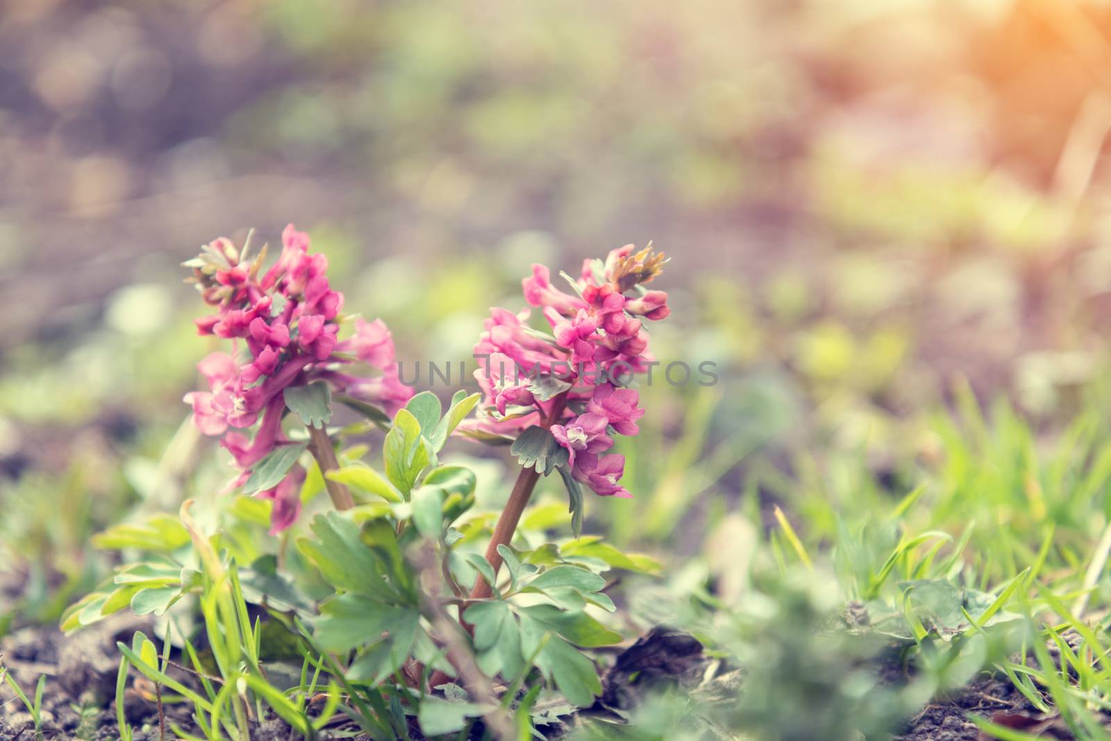 Beautiful spring flowers nature background. Wild violet blooming corydalis, blue early spring flower. Coloring photo with soft focus. Copy space.