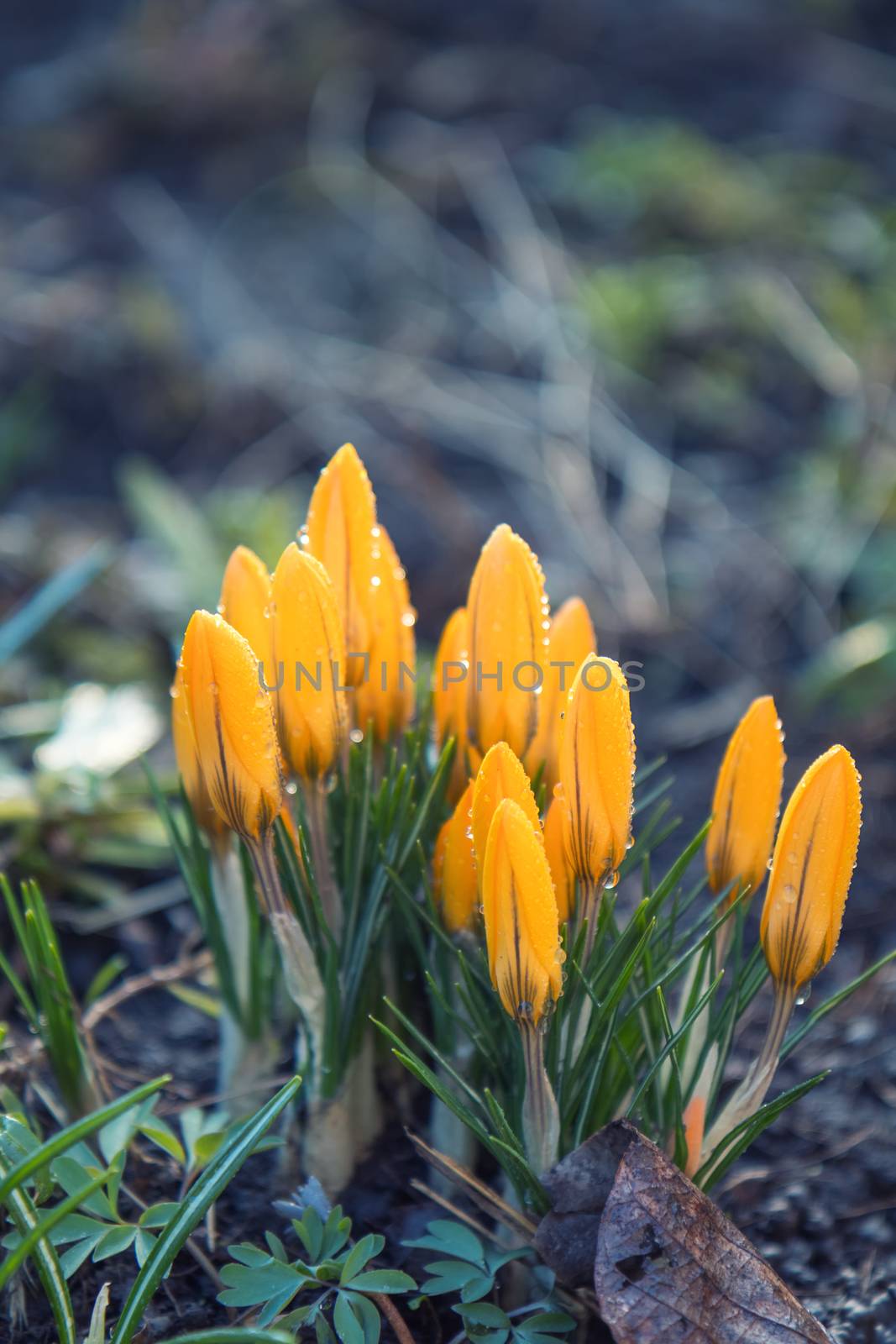 Beautiful springtime background. Yellow blooming crocuses  with water drops. Low angle. Sunshine. Sunrise. Toned, soft focus. Shallow depth of field.