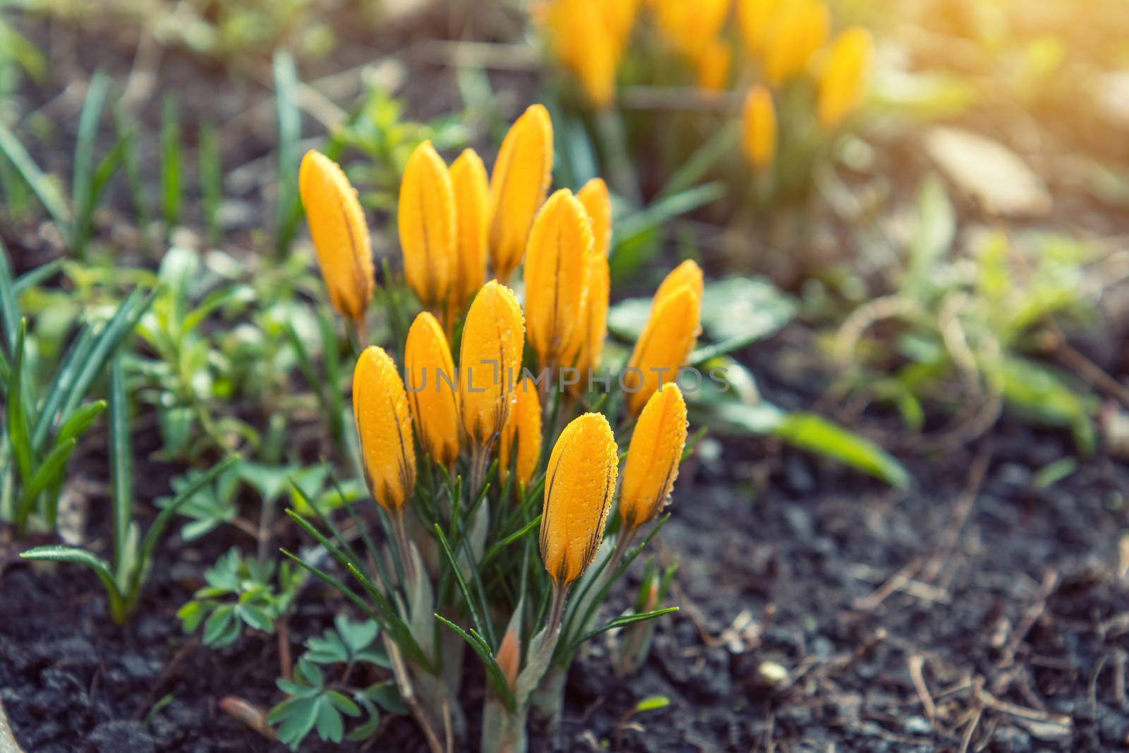 Yellow blooming crocuses with water drops by ArtSvitlyna