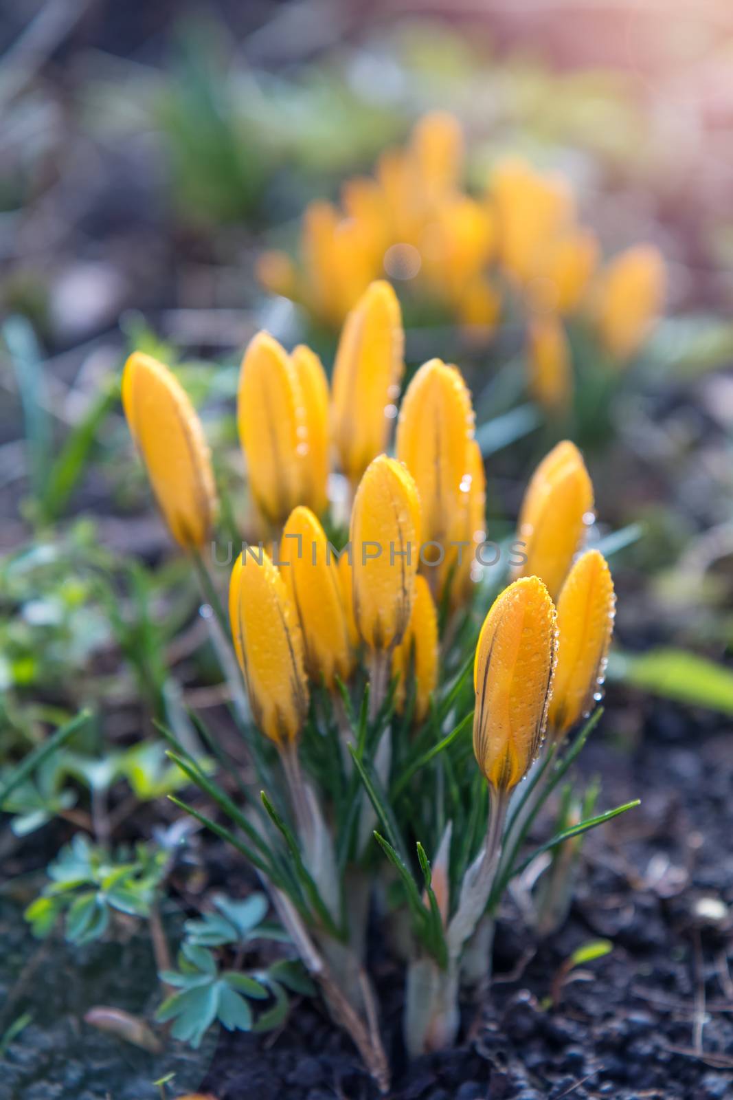 Yellow blooming crocuses with water drops. Sunny day. Low angle. Sunshine. Sunrise. Shallow depth of field. Toned.