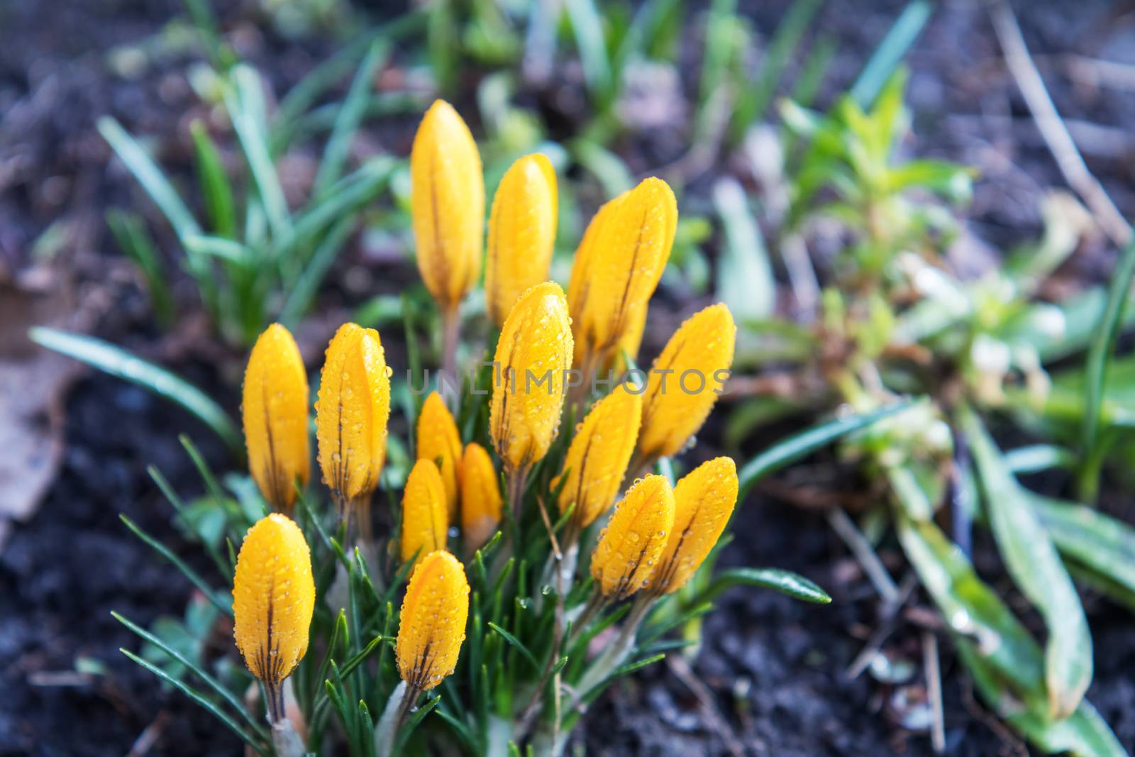 Yellow blooming crocuses with water drops. Sunny day. Low angle. Sunshine. Sunrise. Shallow depth of field. Toned.