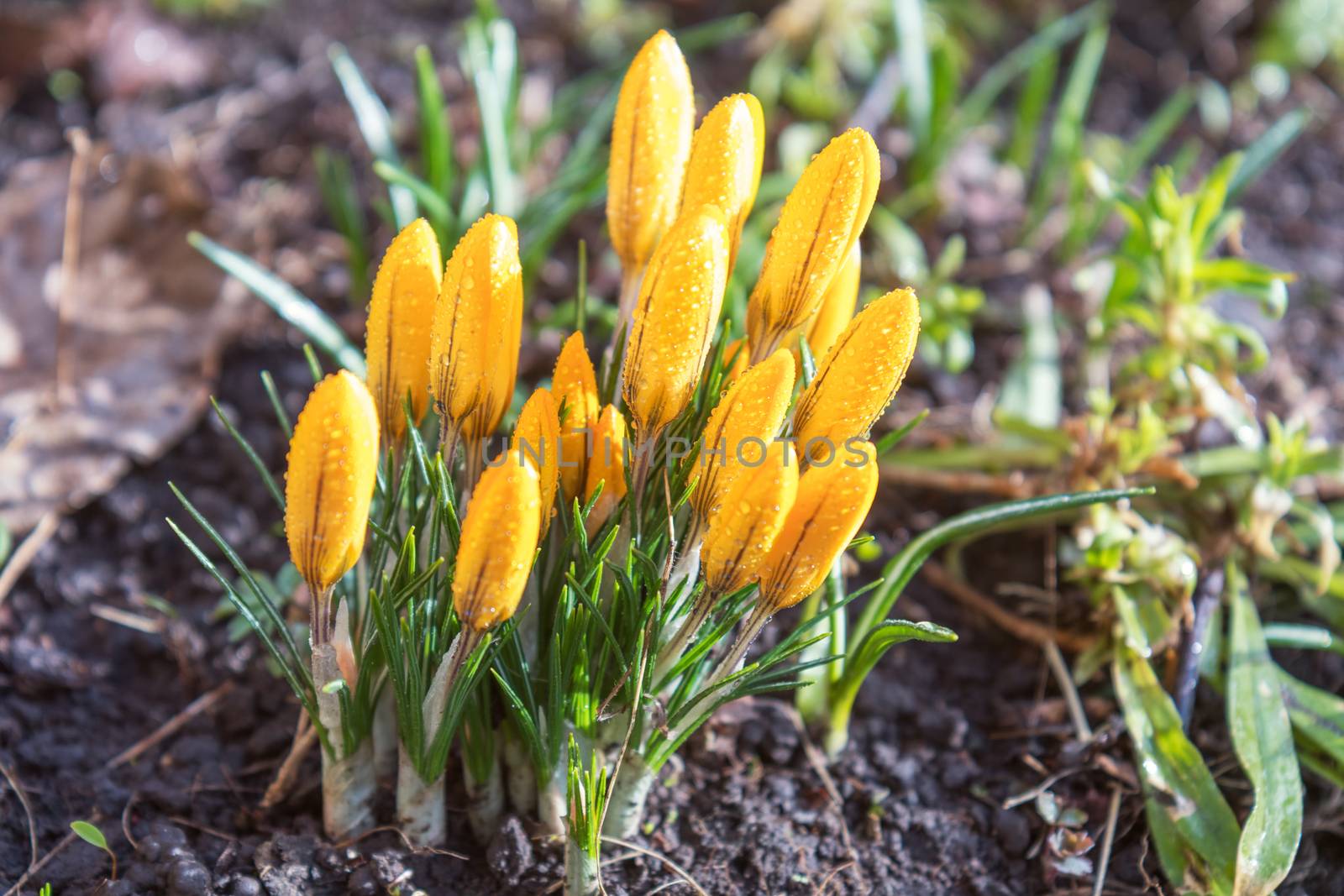 Yellow blooming crocuses with water drops. Sunny day. Low angle. Sunshine. Sunrise. Shallow depth of field. Toned.