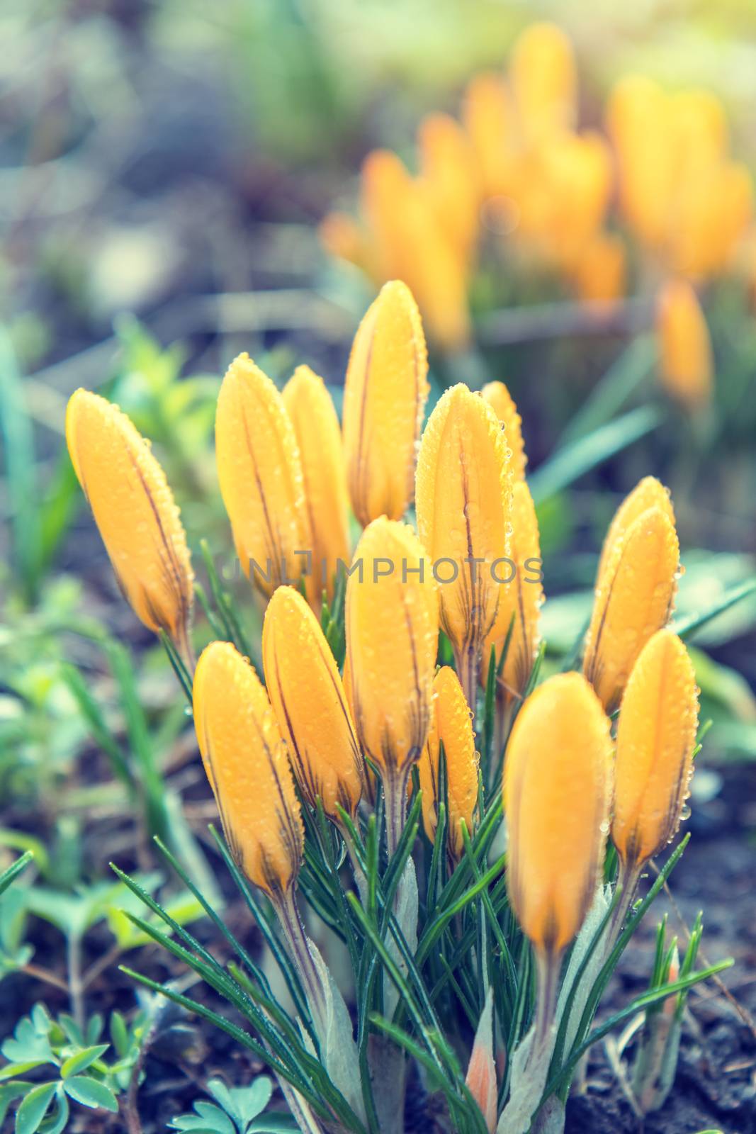 Yellow blooming crocuses with water drops by ArtSvitlyna