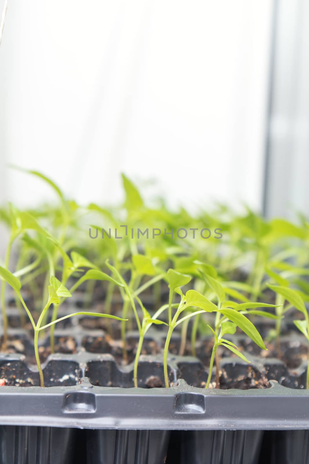 Pepper seedling transplants growing by ArtSvitlyna