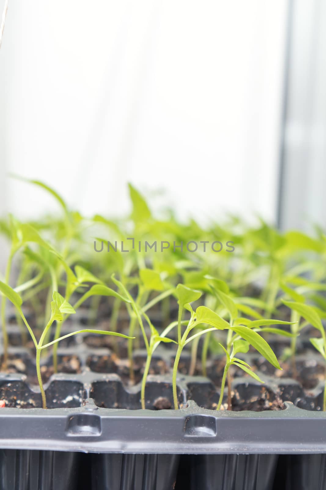 Pepper seedling transplants growing in a plastic tray. Sprouting pepper seedlings in propagator trays. Shallow depth of field. Coloring and processing photo.