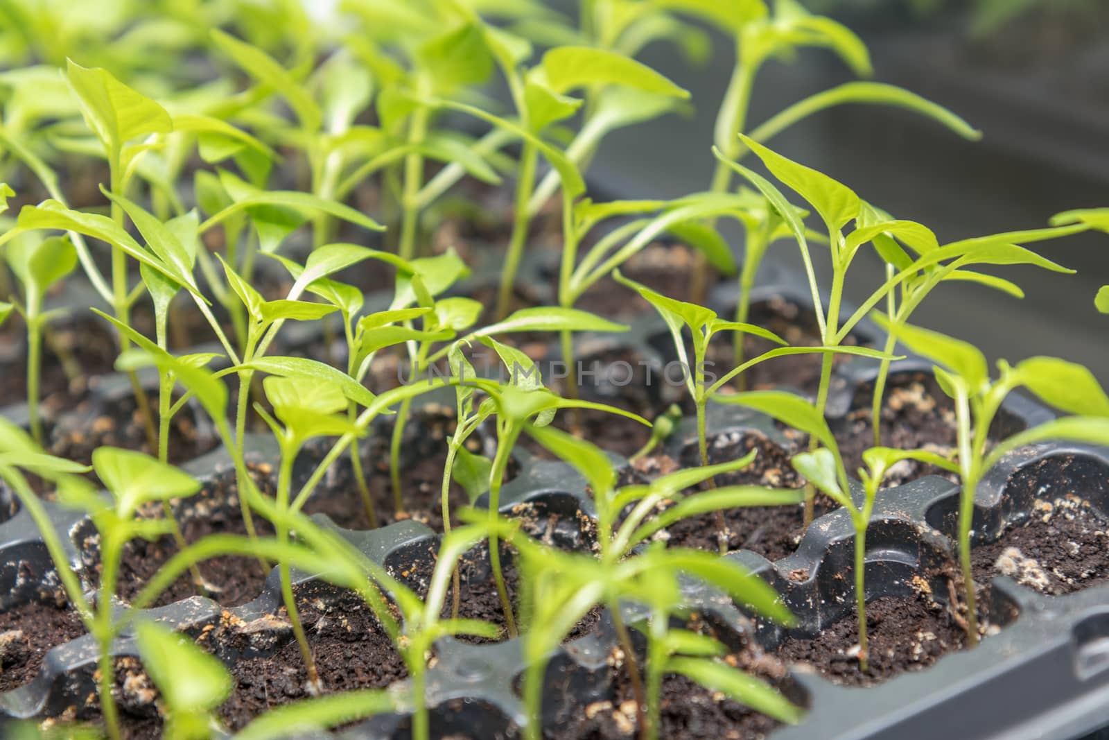 Pepper seedling transplants growing by ArtSvitlyna