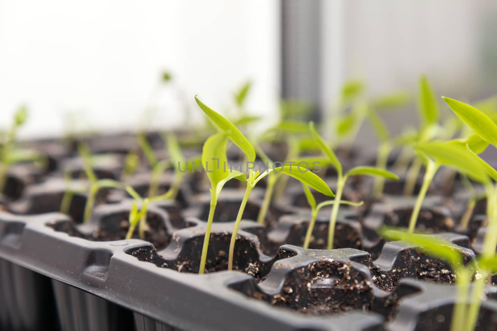 Pepper seedling transplants growing in a plastic tray. Sprouting pepper seedlings in propagator trays. Shallow depth of field. Coloring and processing photo.