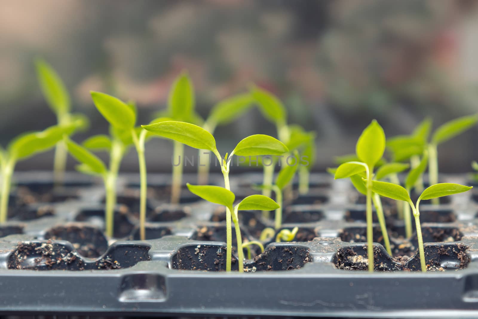 Pepper seedling transplants growing in a plastic tray. Sprouting pepper seedlings in propagator trays. Shallow depth of field. Coloring and processing photo.