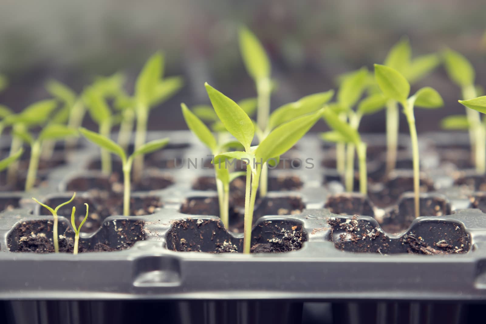 Pepper seedling transplants growing in a plastic tray. Sprouting pepper seedlings in propagator trays. Shallow depth of field. Coloring and processing photo.