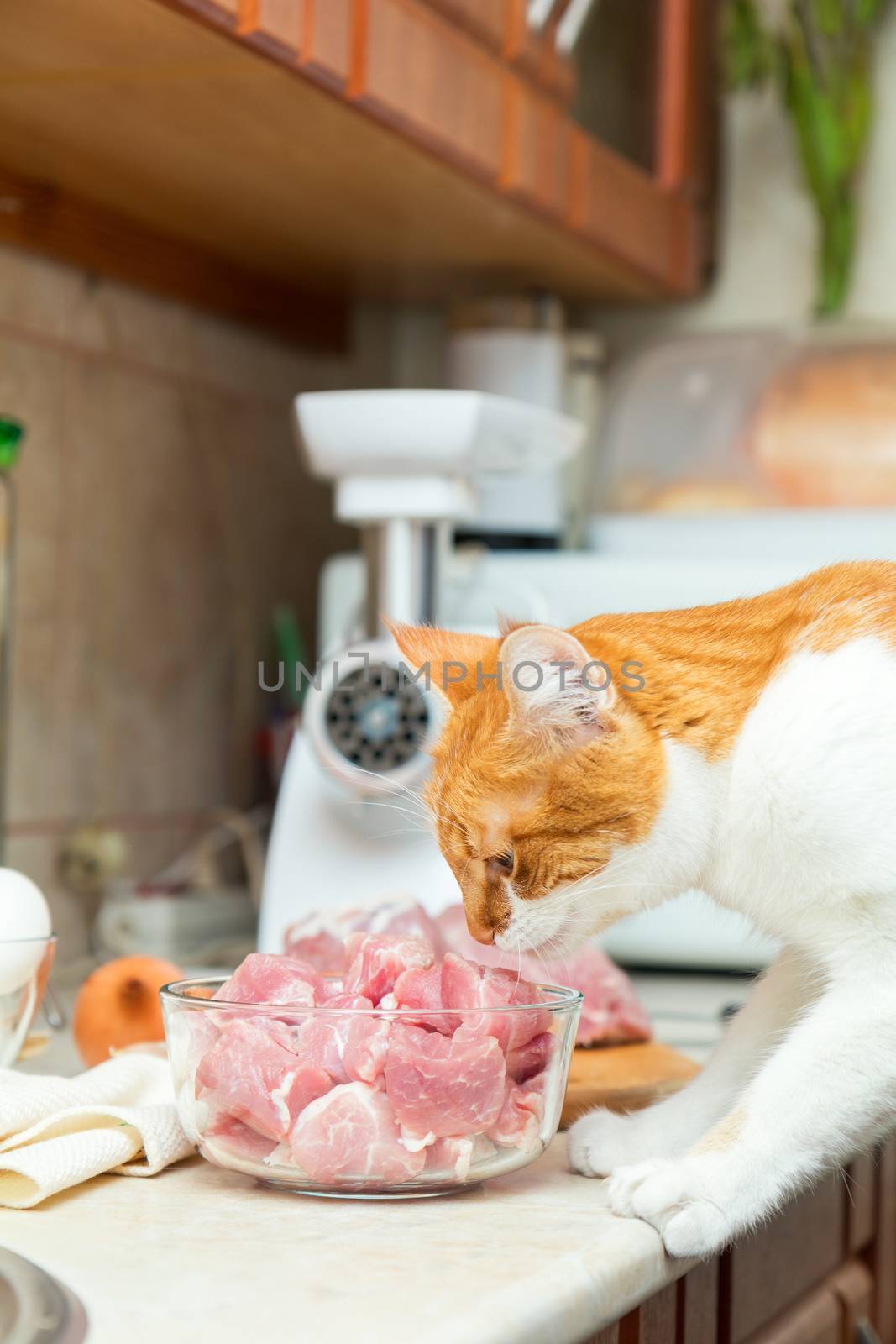 Red and white cat takes a piece of meat by ArtSvitlyna