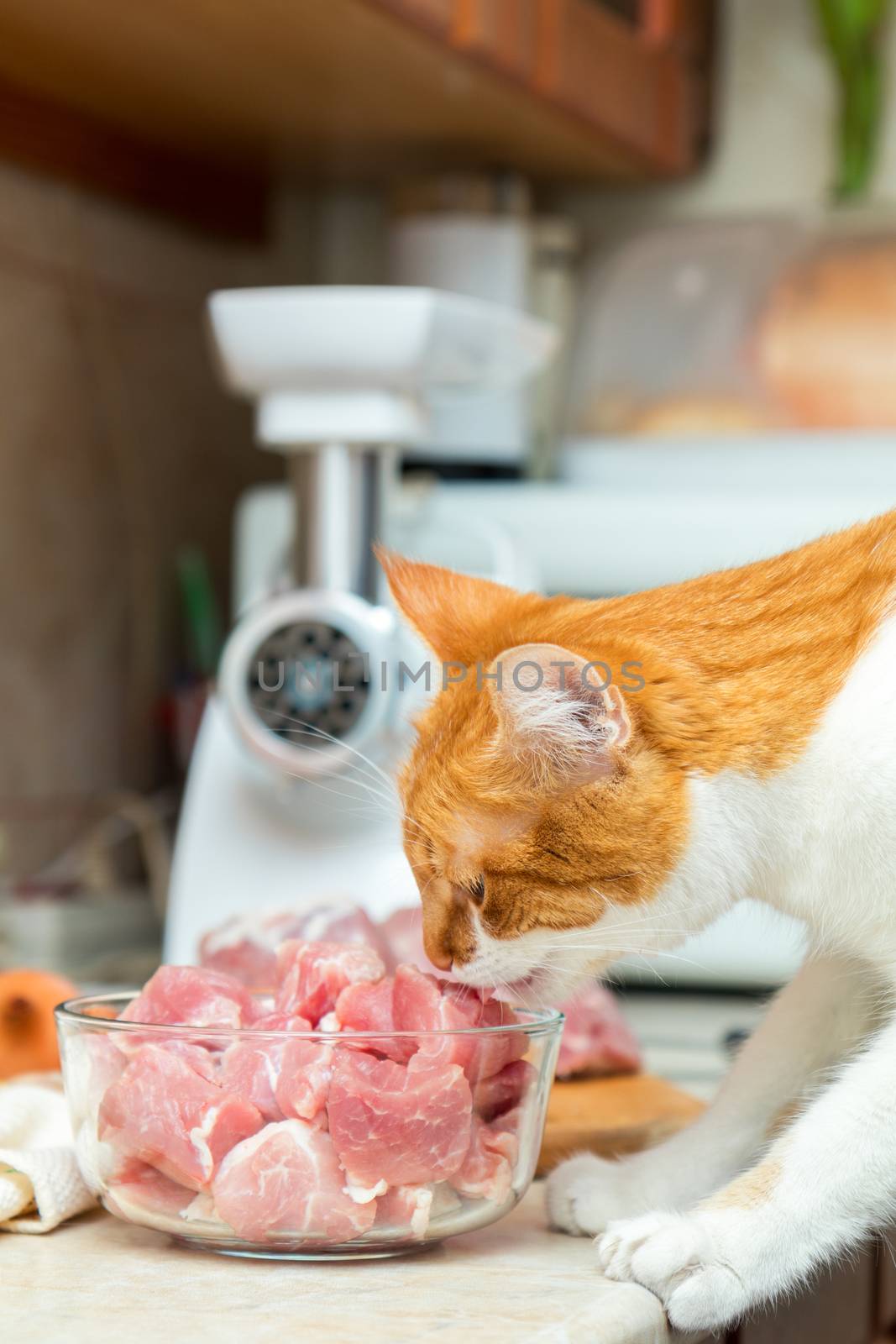 Cat takes a piece of meat from a table by ArtSvitlyna