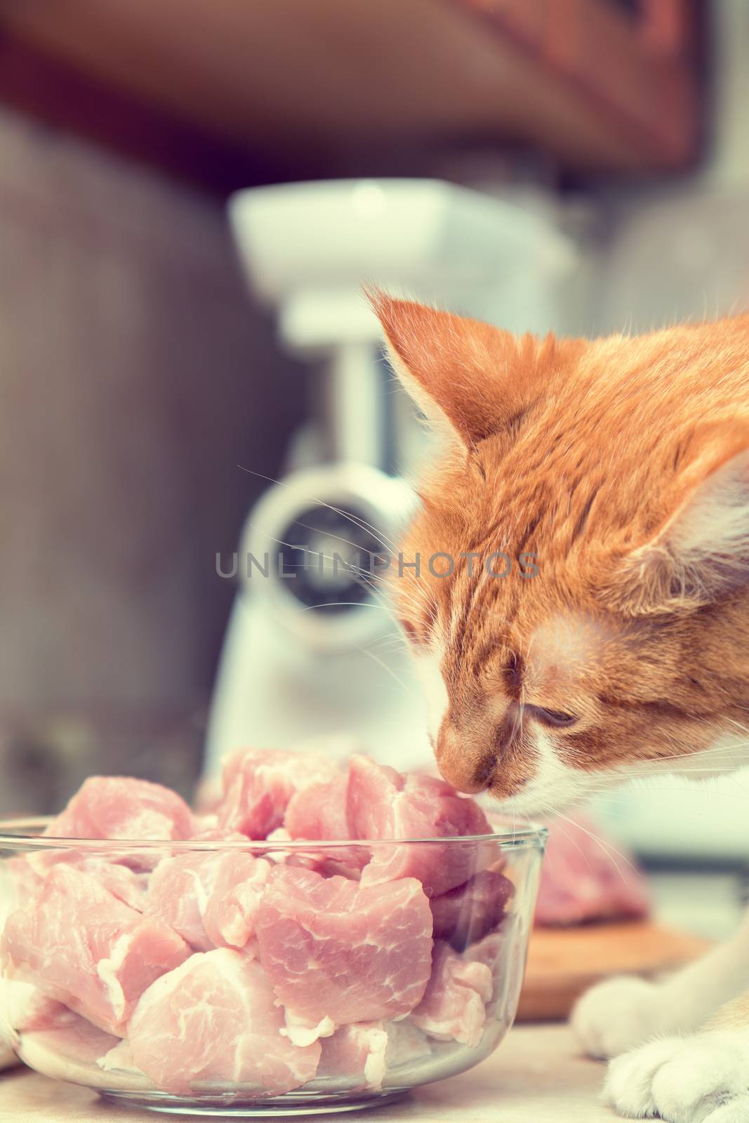 Red and white cat takes a piece of meat from a table. Kitty on the kitchen. Fresh pork cut meat in the glass bowl. Toned.