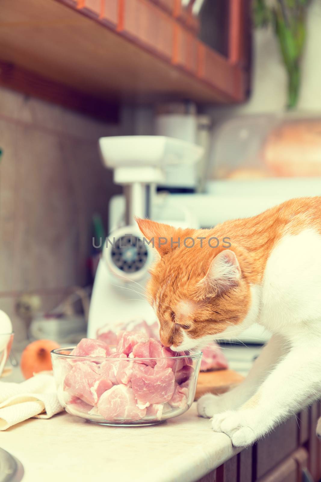 Red and white cat takes a piece of meat from a table. Kitty on the kitchen. Fresh pork cut meat in the glass bowl. Toned.