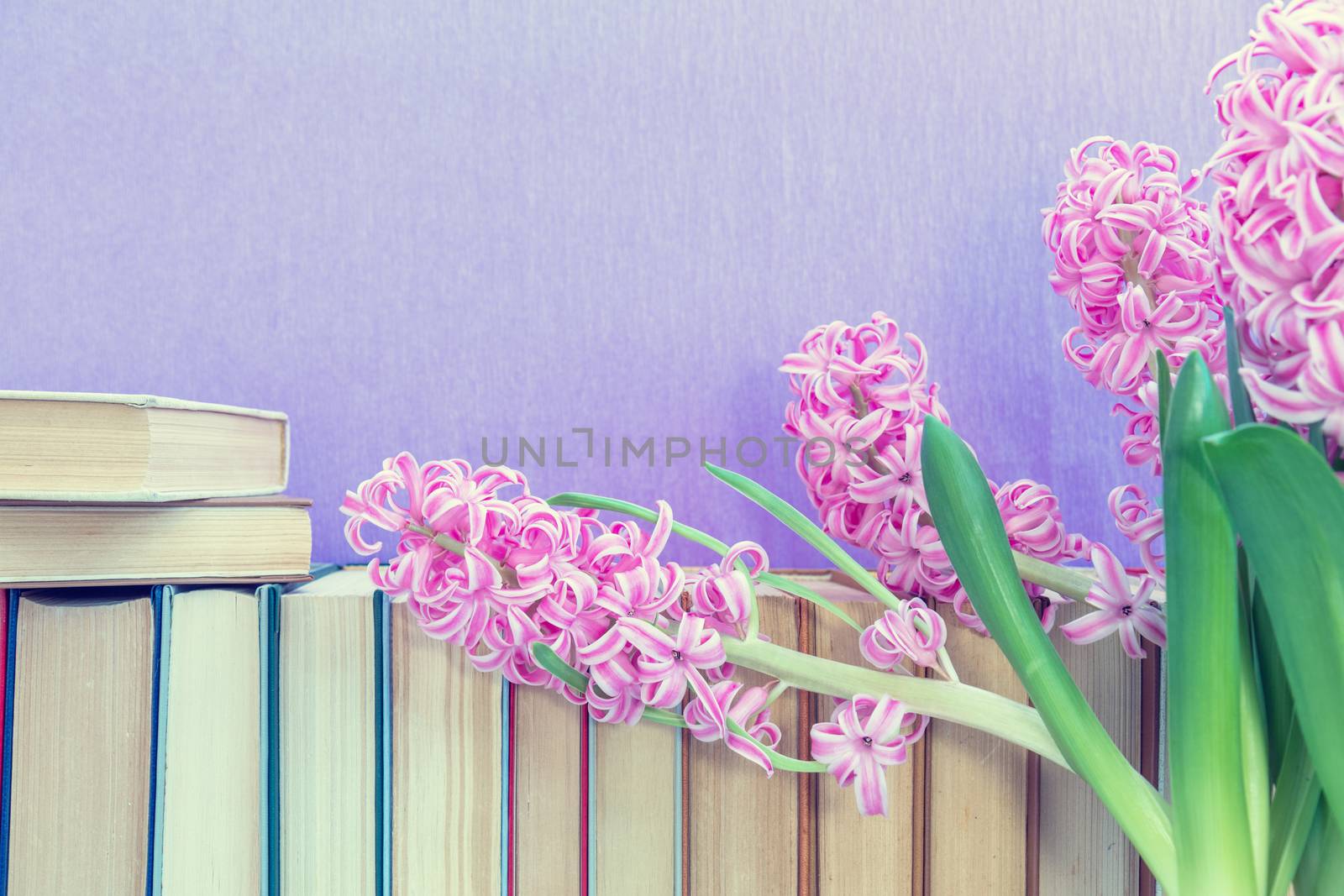 Many different books on violet wall. Flowers pink hyacinth. Cozy home concept.