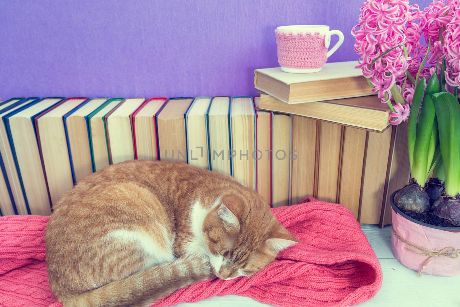 Red and white cat sleeping on pink scarf.  Many different books on violet wall. Cup of tea on books stack. Flowers pink hyacinth. Cozy home concept. Toned.