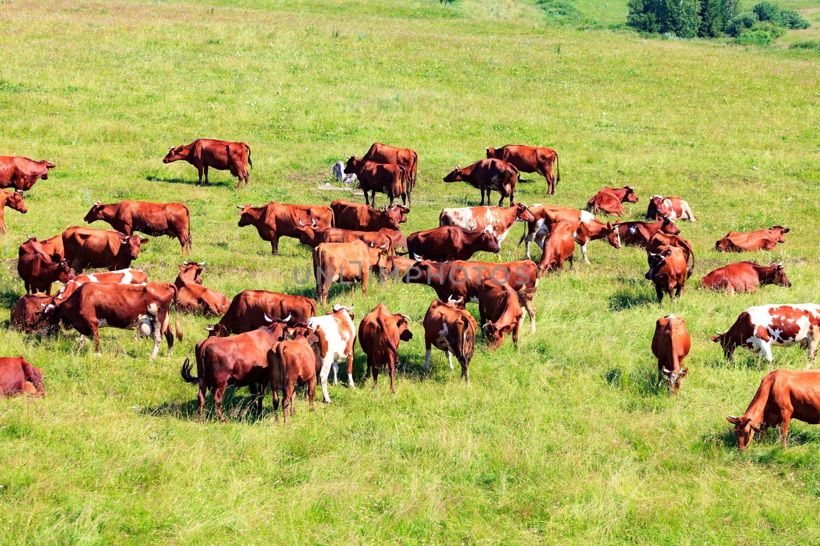 Herd of dairy cows on a pasture by Nobilior