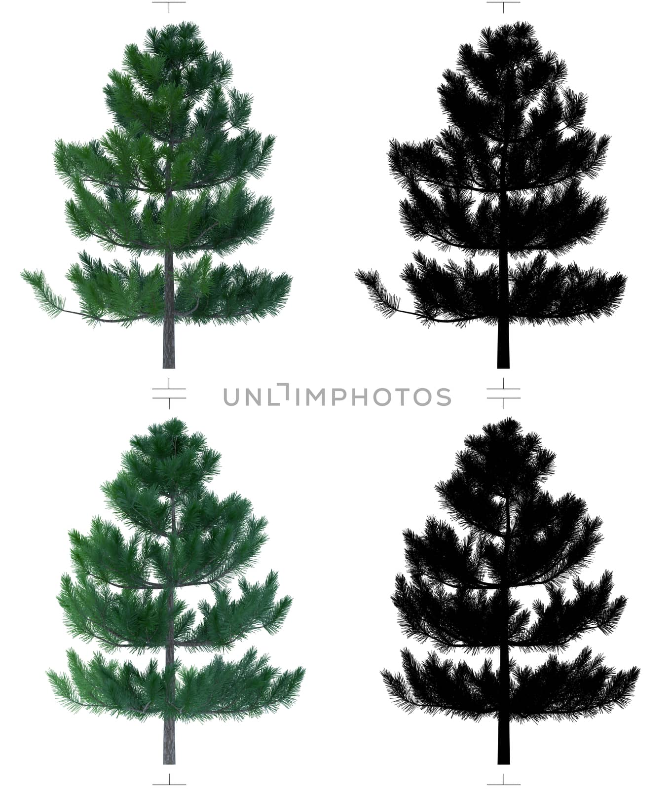 Fir tree with alpha chanal. Plane model texture for game design