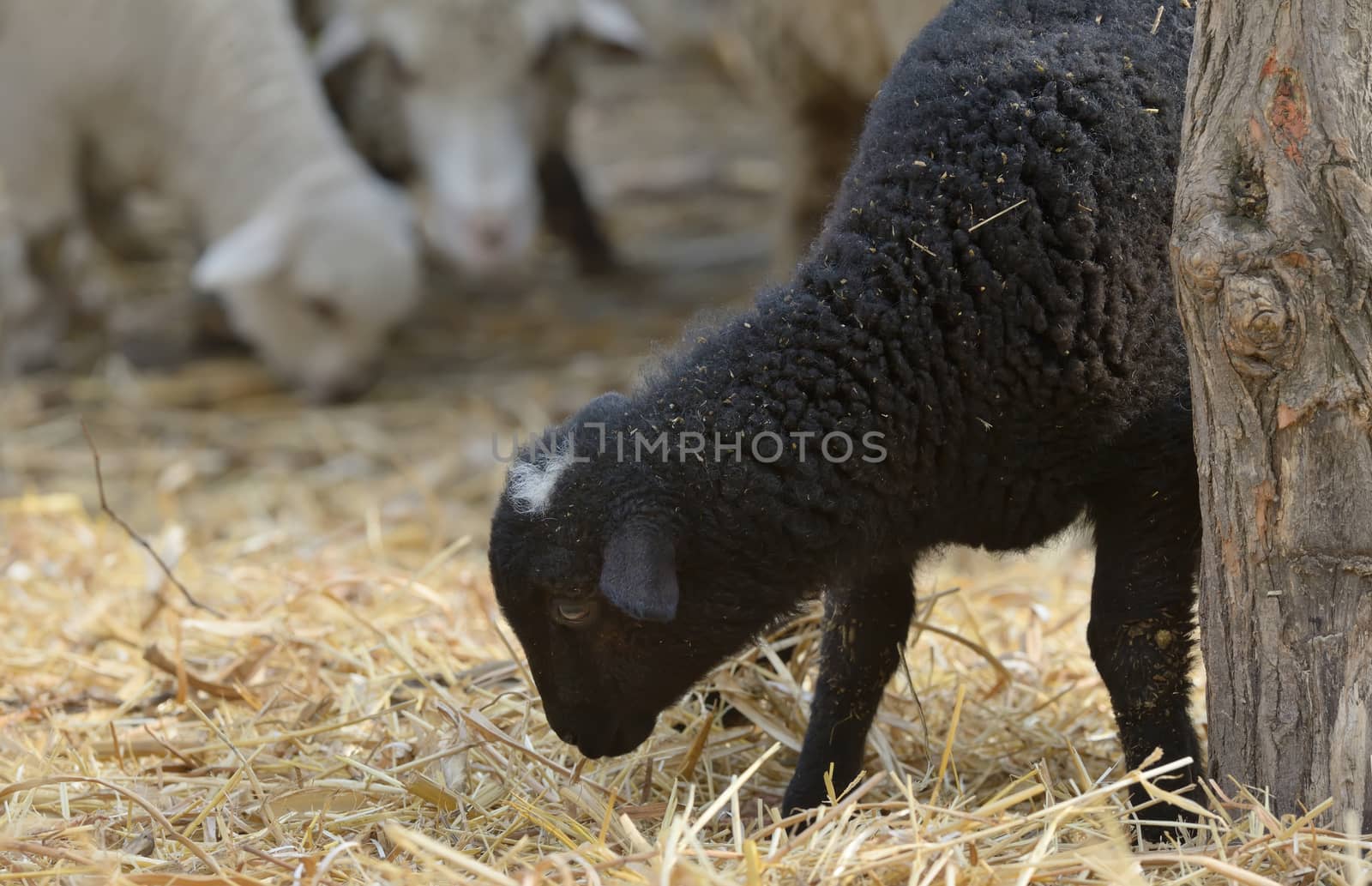 newborn lambs on the farm  by mady70