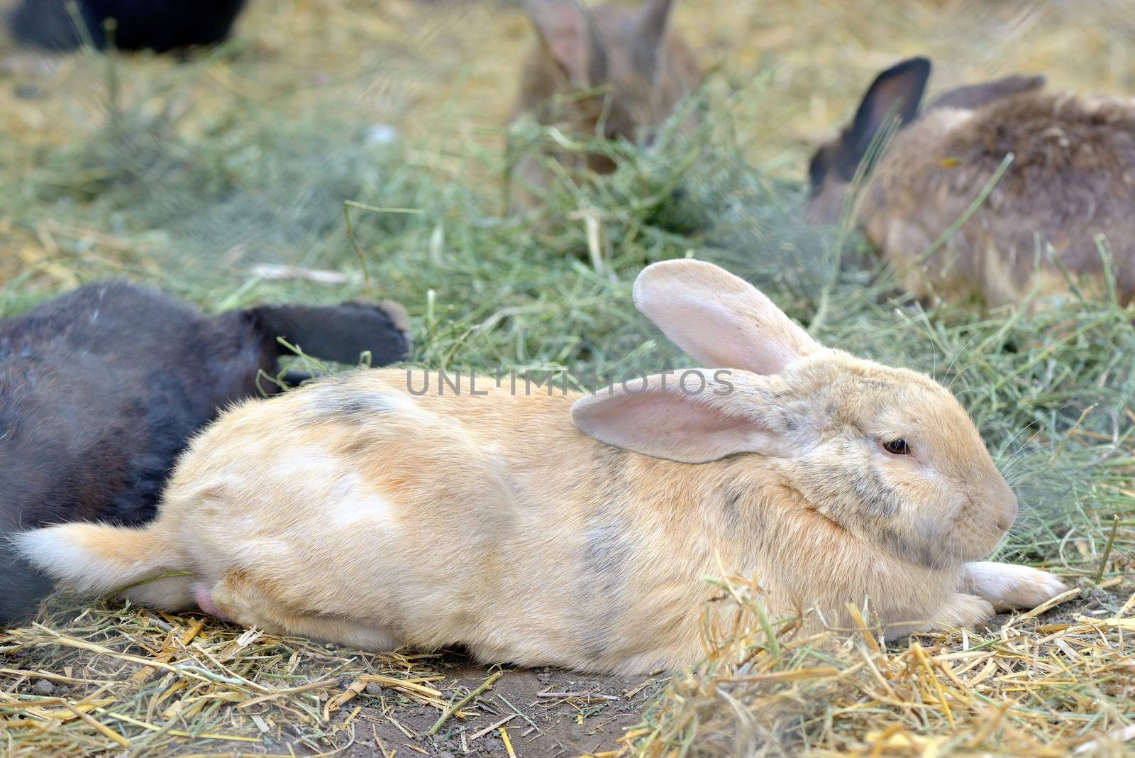 Rabbits in a hutch at farm
