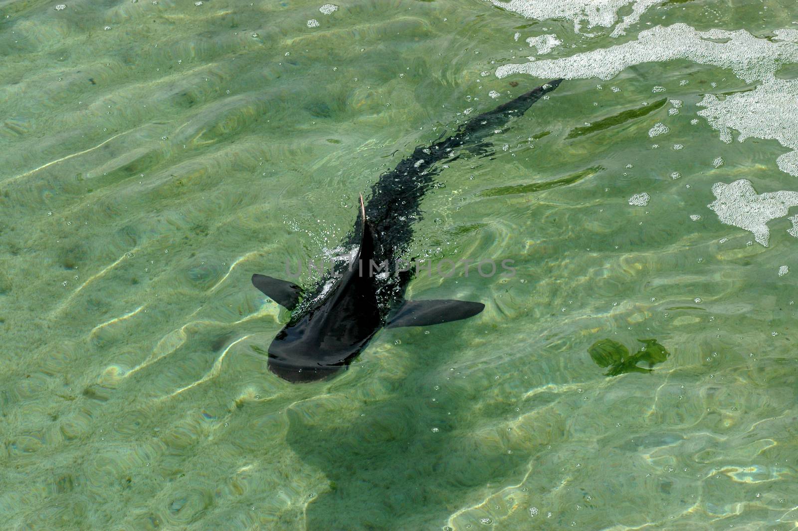 Shark swimming in shallow sea green water