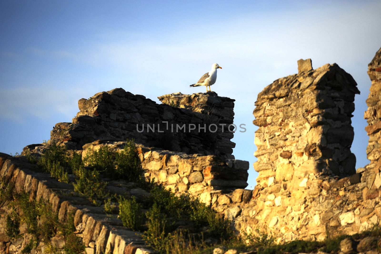 Seagull standing on top of the fortress