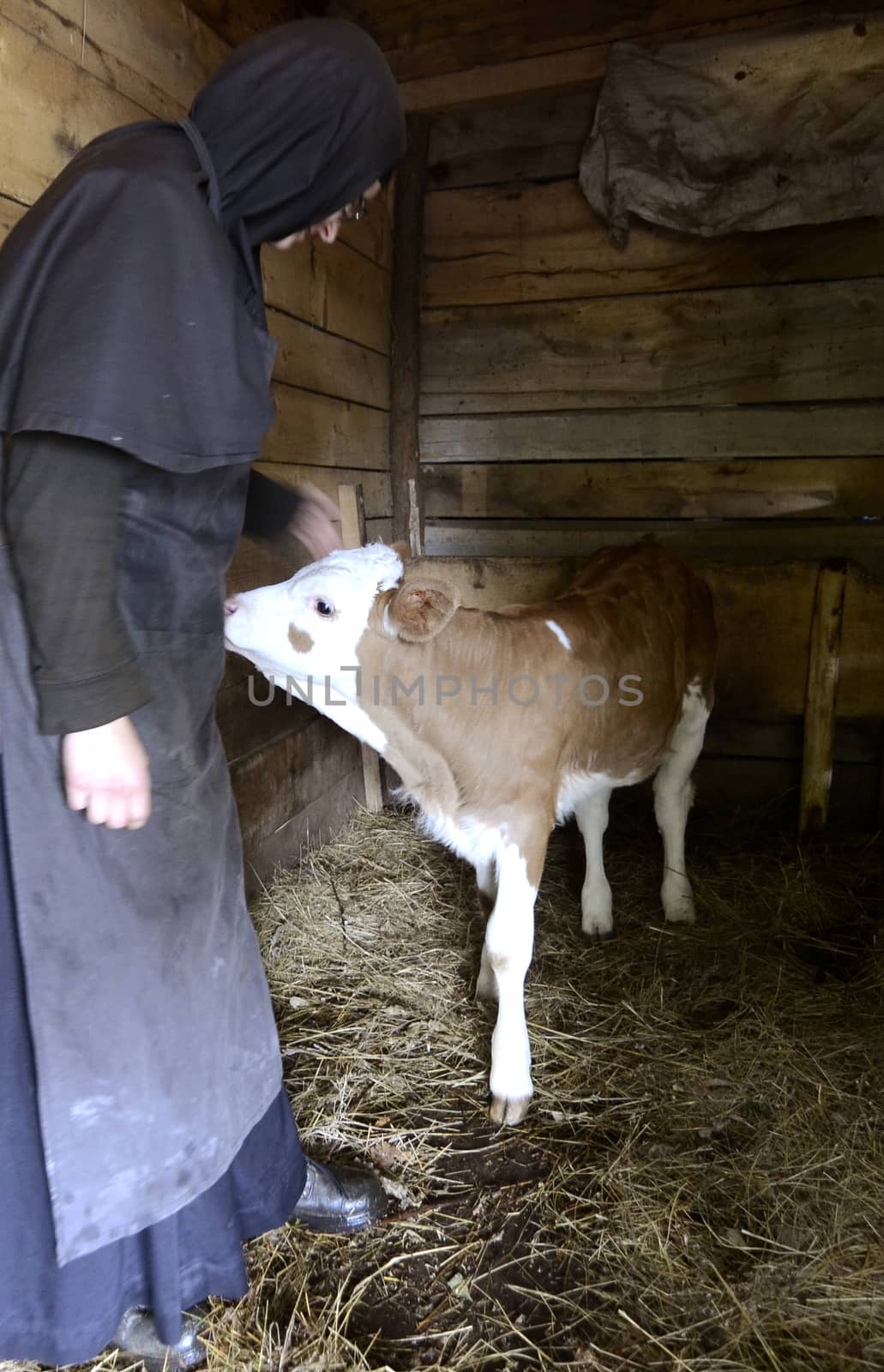 A nun in a stable with calves