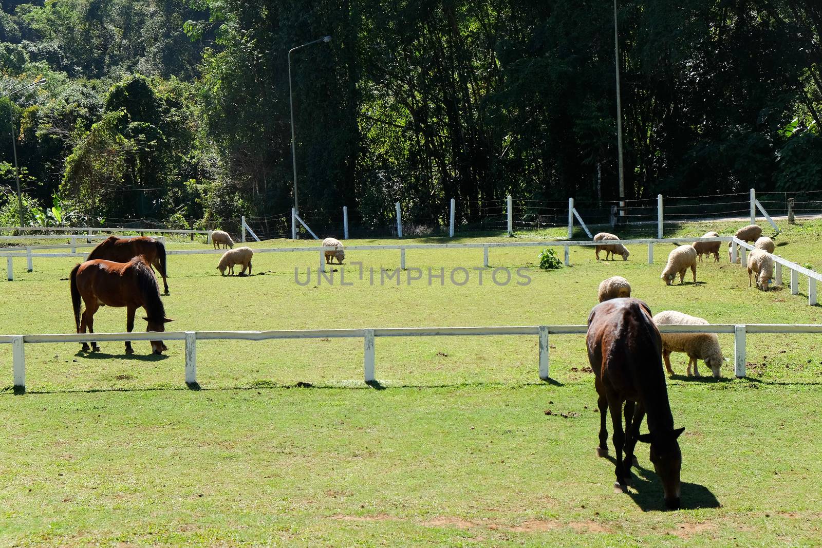 Horses on the Farm, Grazing horses