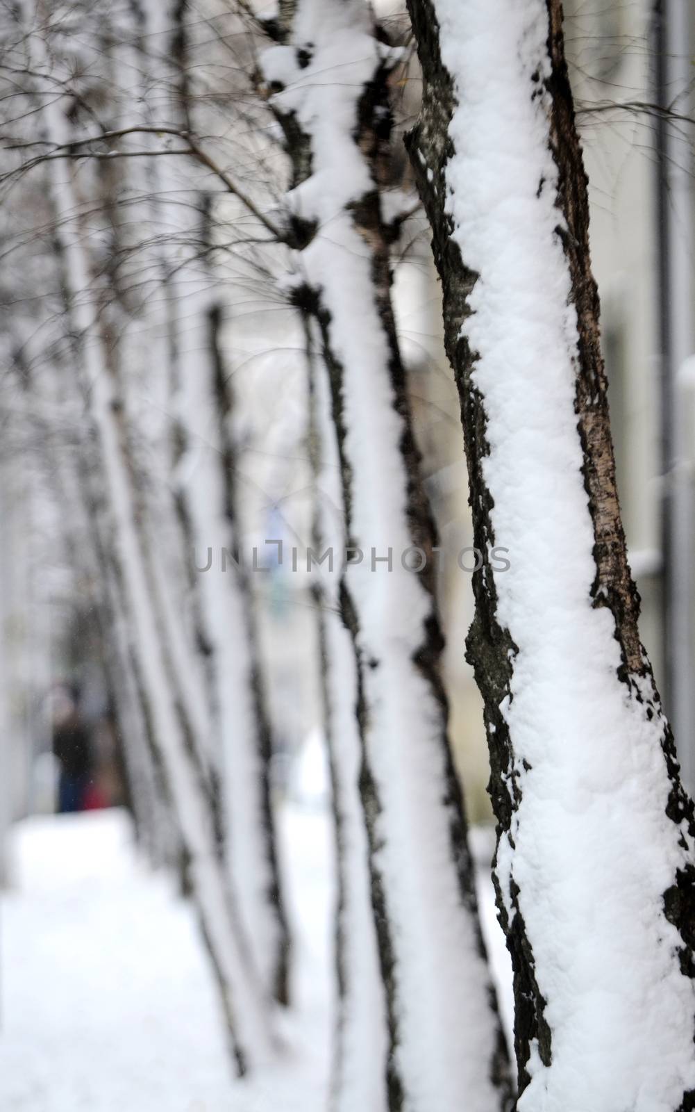 Row of trees covered with snow on winter day