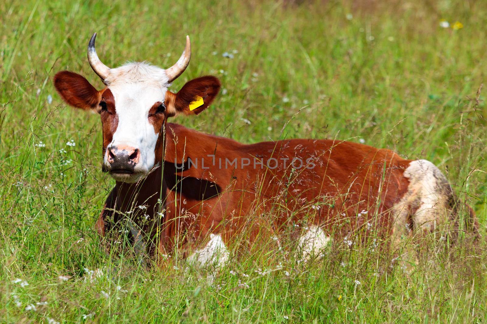 Cow laying on the green grass