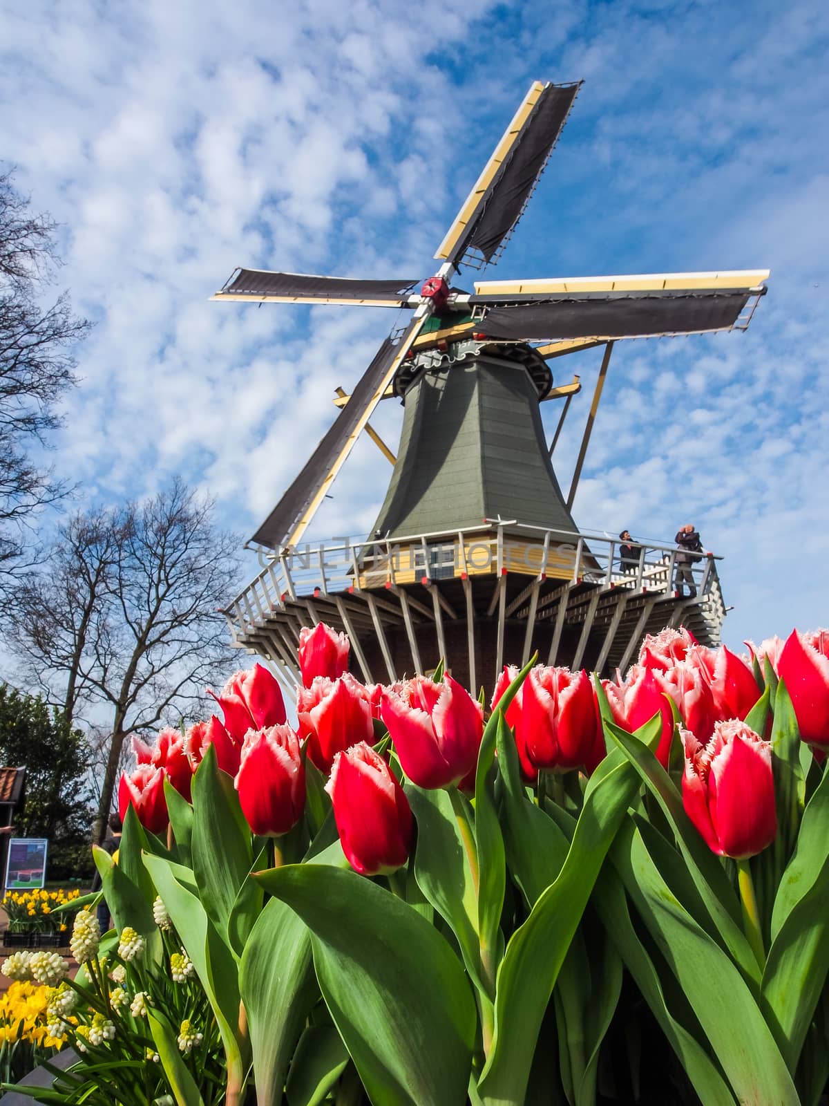 The famous Dutch windmills. View through red tulips in  the Netherlands