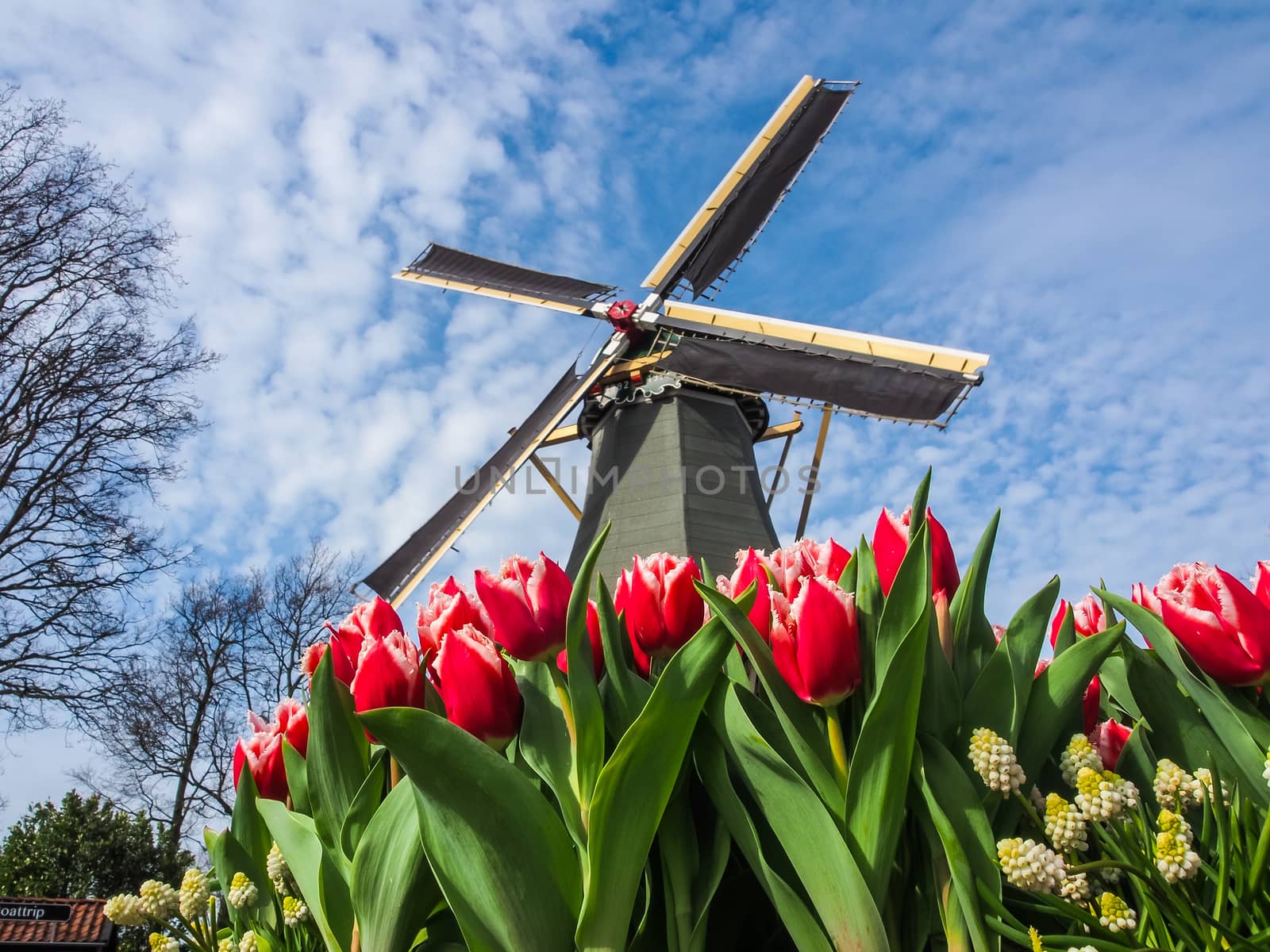 The famous Dutch windmills. View through red tulips in  the Netherlands