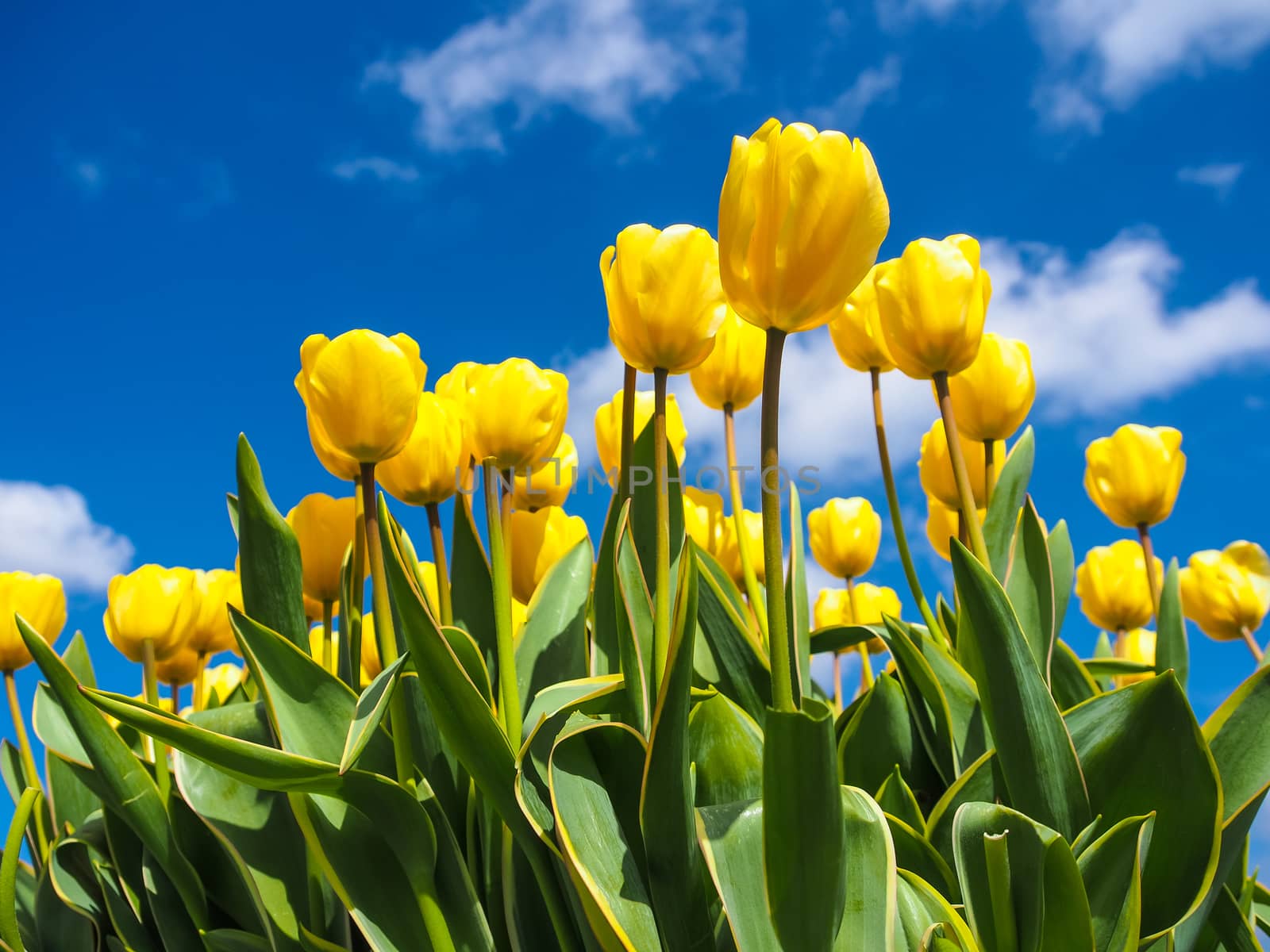 Yellow tulips over a blue sky  by simpleBE