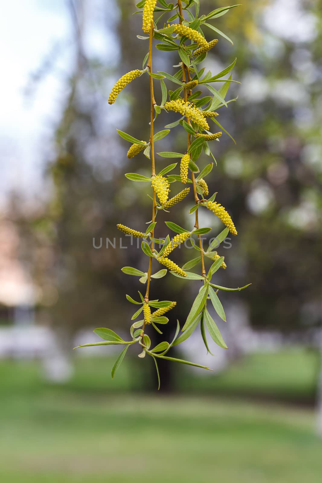 Birch bud blossomed in the spring. Picture taken in the park. 