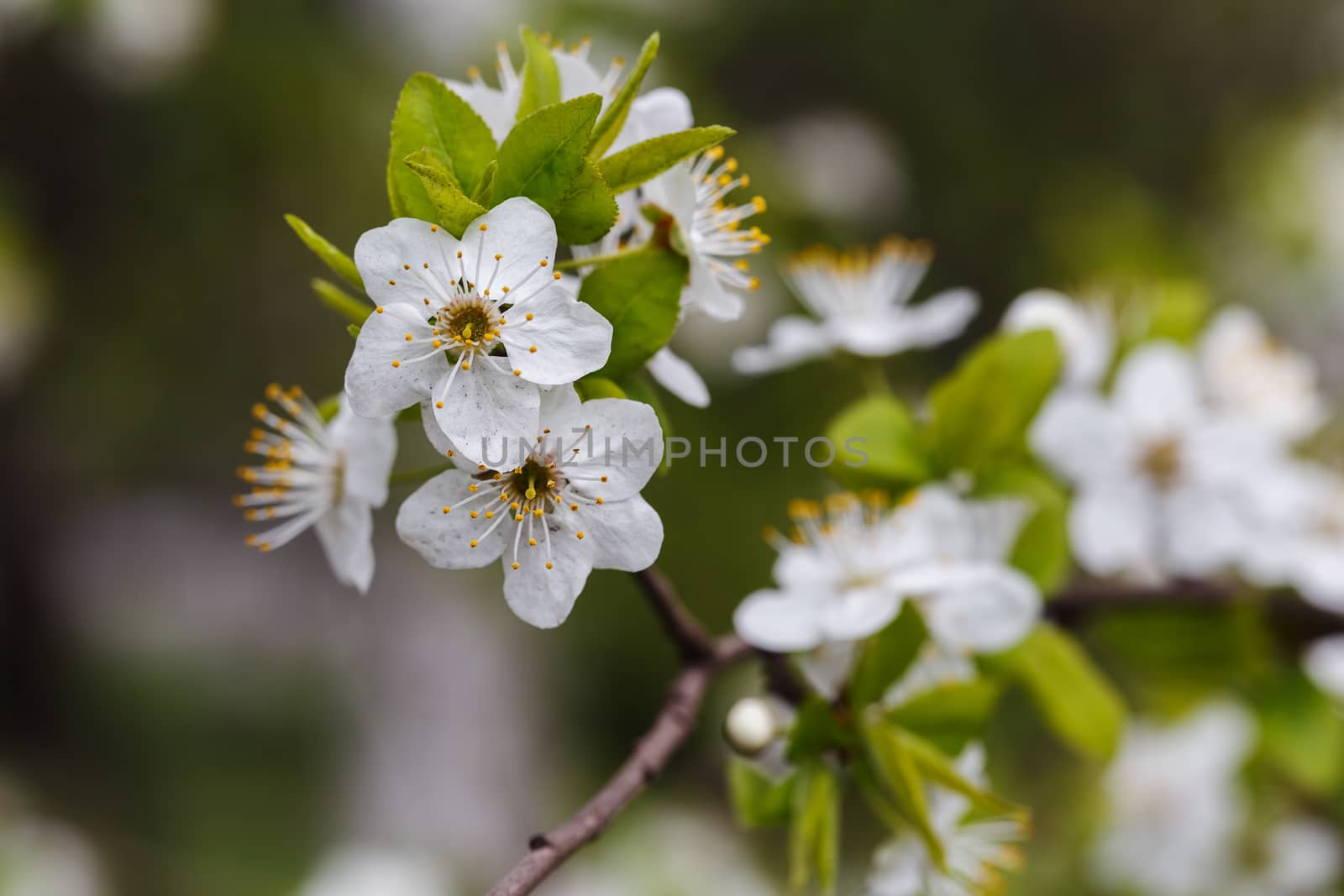 Photo of a beautiful white spring flower.
