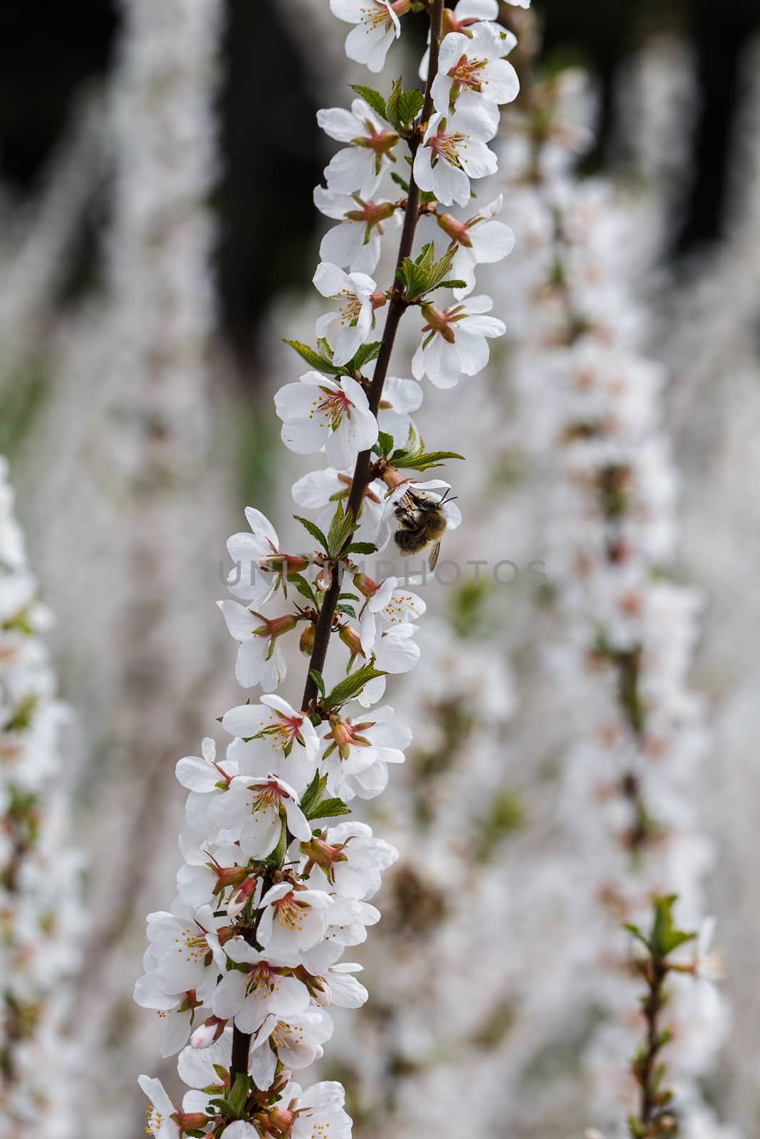 Photo of a beautiful white spring flower.
