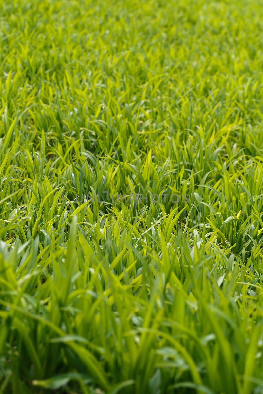 The photos are beautiful, green, bright plants in daylight.