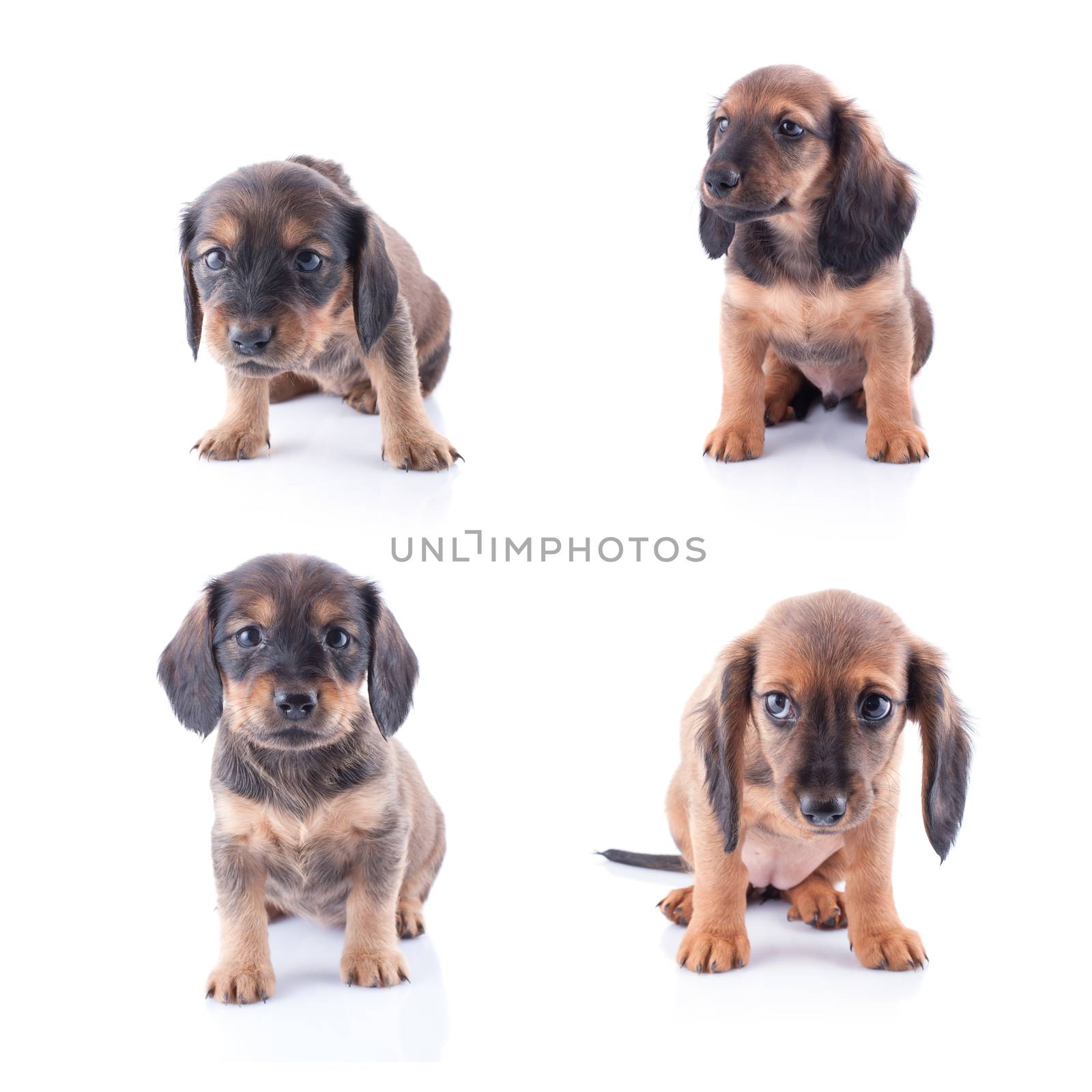 Little dachshund puppy by baronvsp