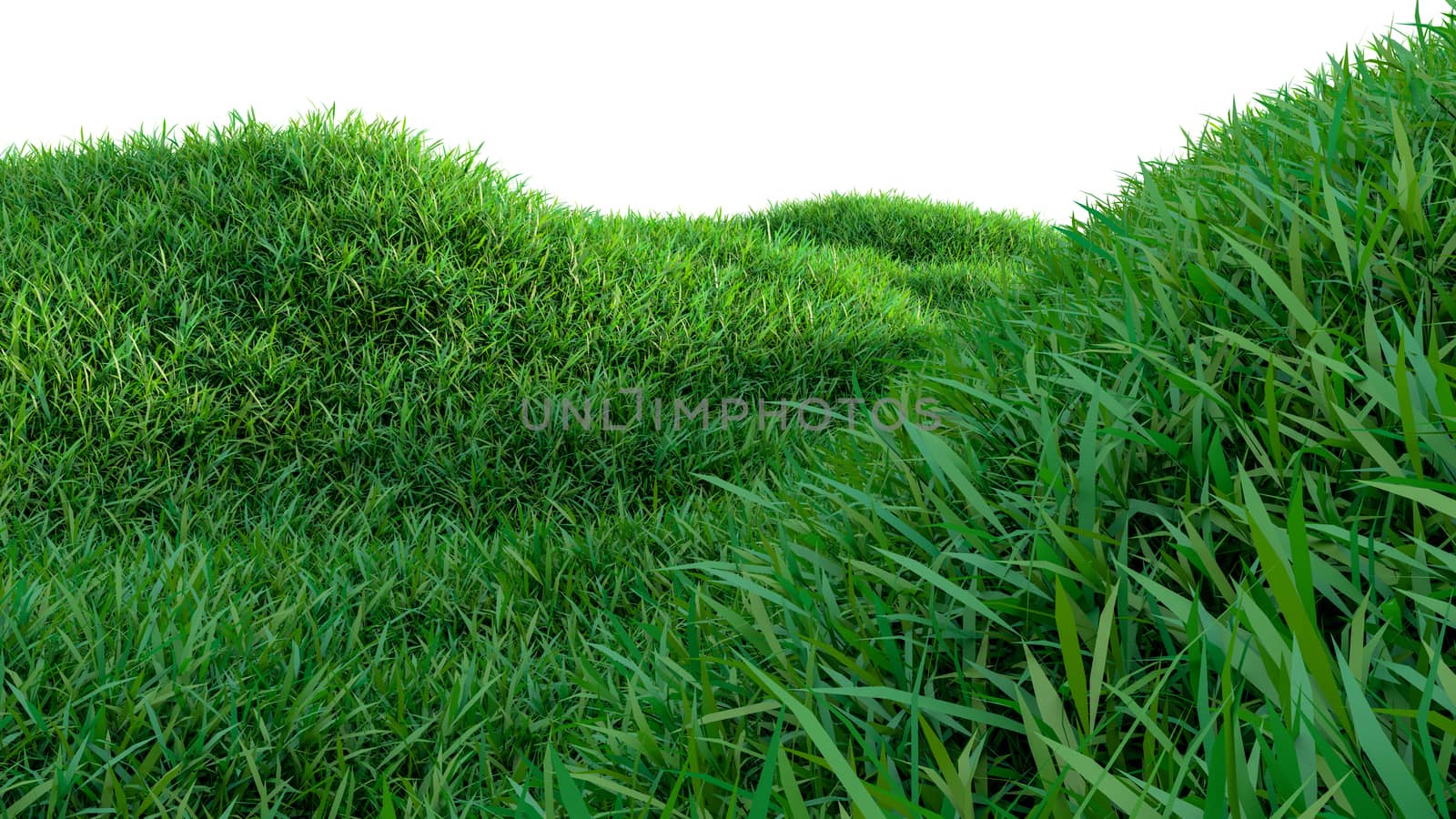 Green grass field isolated on white background. 3d illustration