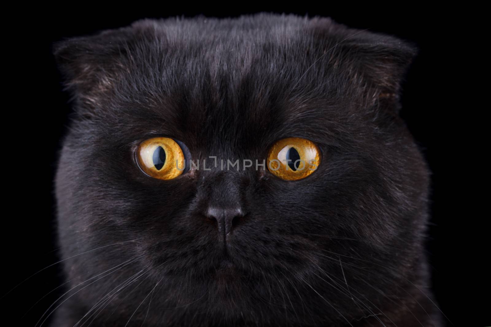 Lop-eared kitten on a magnificent black background.