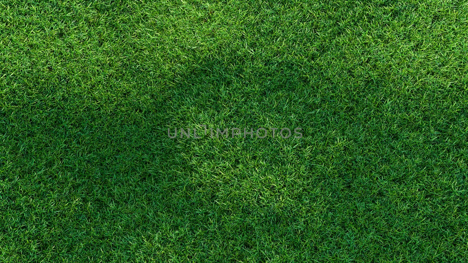 Grass background, fresh green fields, isolated by cherezoff