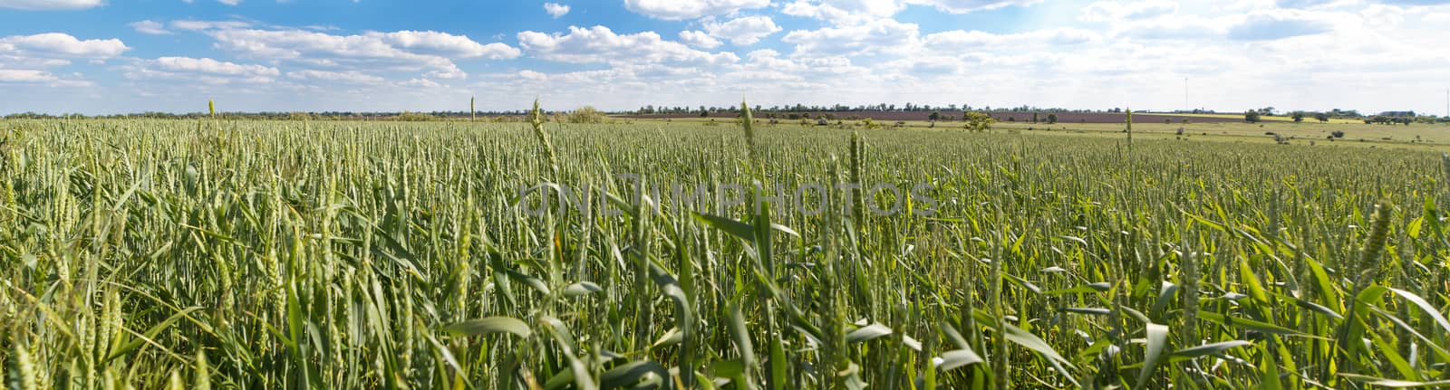 Photo panorama of fields on a sunny day.