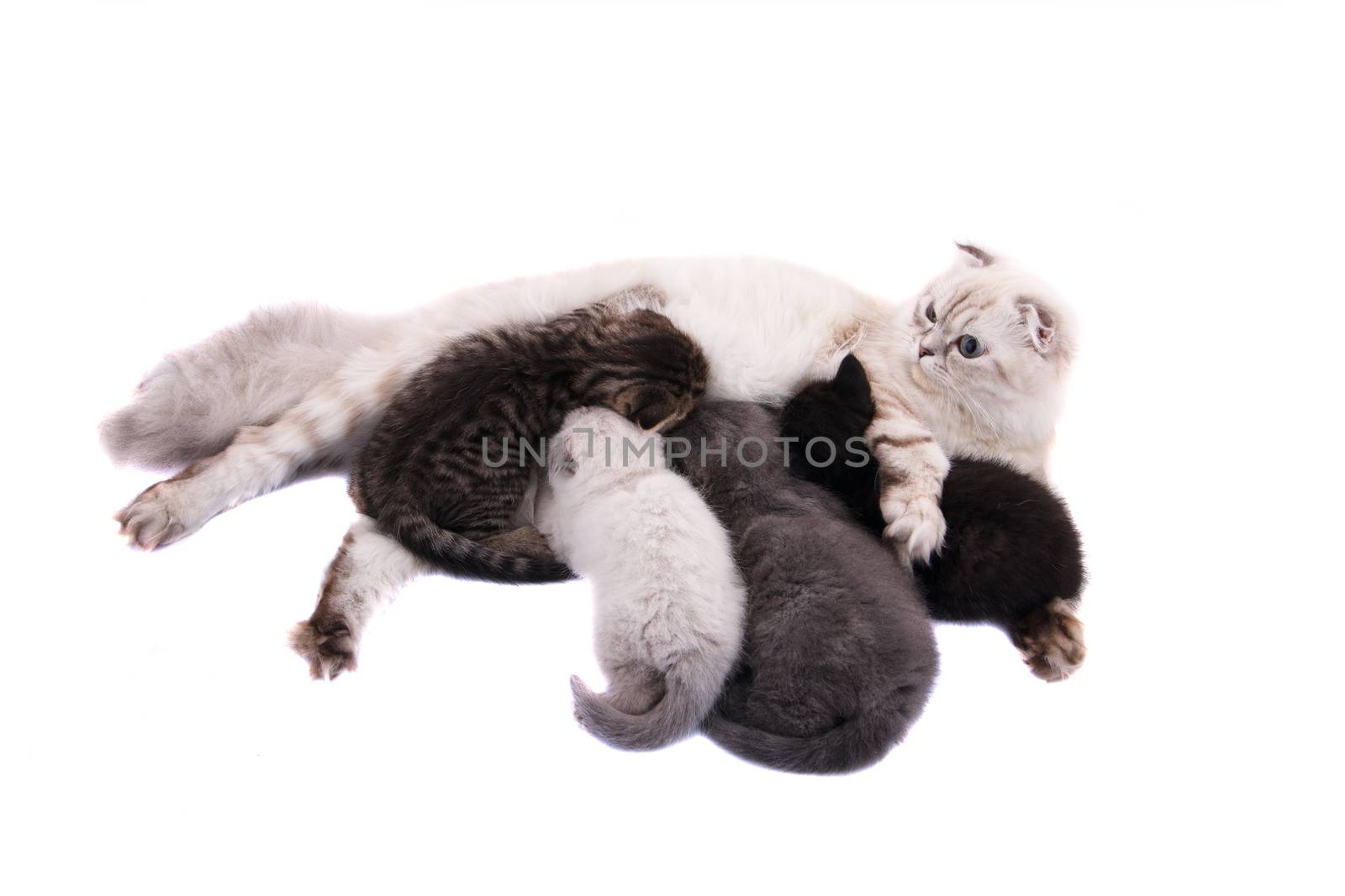 Lop-eared kitten on a magnificent white background.