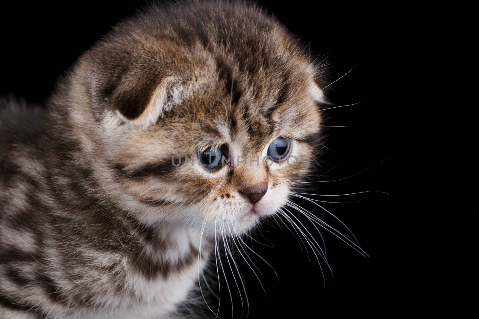 Lop-eared kitten on a magnificent black background.