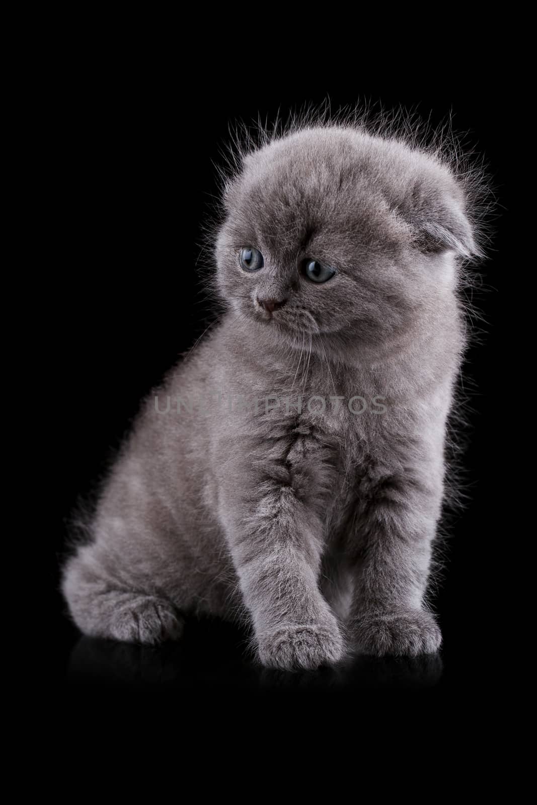 Lop-eared kitten on a magnificent black background.