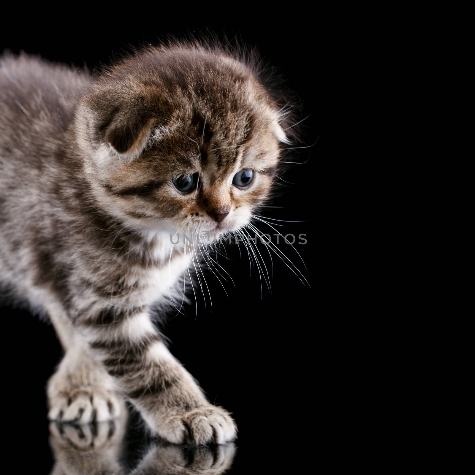 Lop-eared kitten on background. by baronvsp