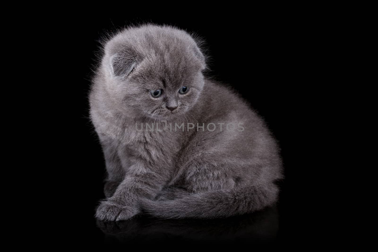 Lop-eared kitten on a magnificent black background.