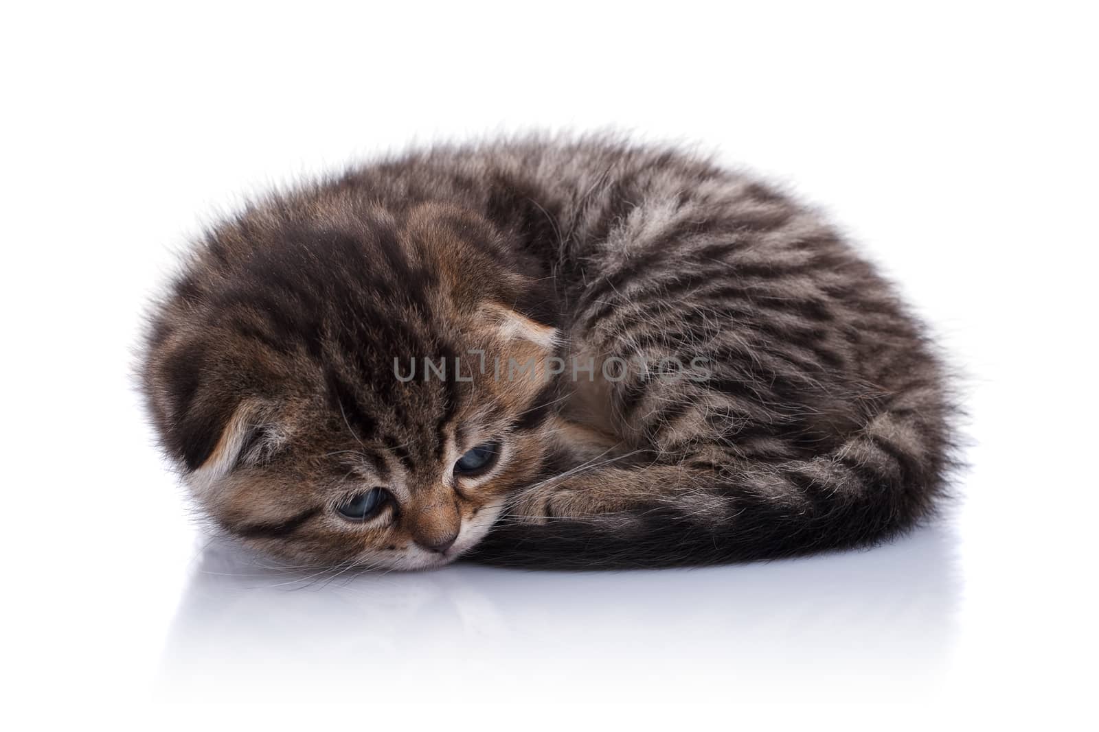 Lop-eared kitten on a magnificent white background.