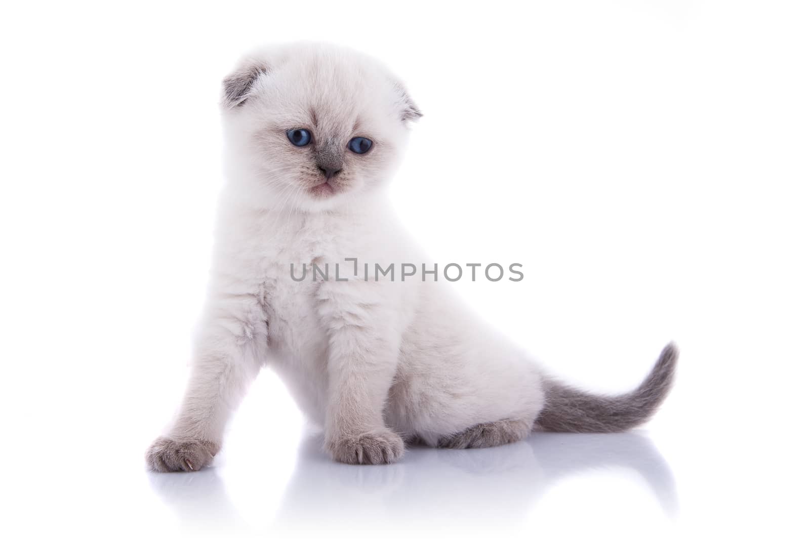 Lop-eared kitten on a magnificent white background.